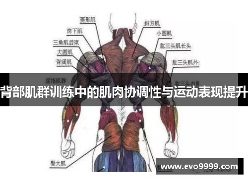 背部肌群训练中的肌肉协调性与运动表现提升